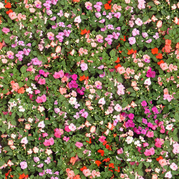 FlowerBeds0009 Free Background Texture flower flowers plant plants